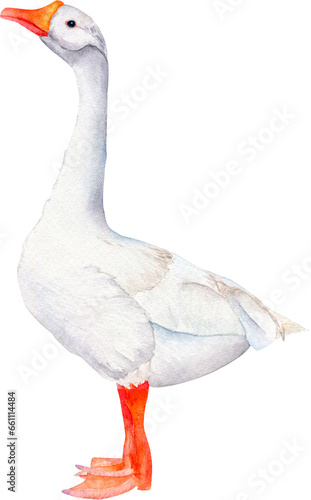 Watercolor white goose Farm Bird