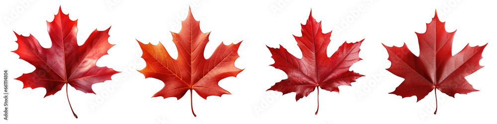 Maple Leaf clipart collection, vector, icons isolated on transparent background Maple Leaf clipart collection, vector, icons isolated on transparent background