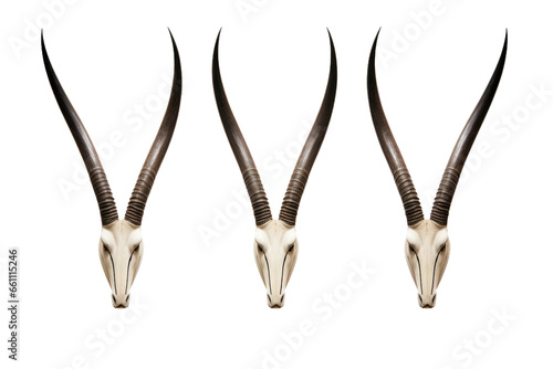 Elegant Oryx Horns on isolated background