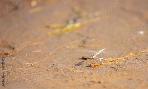 A dragonfly sits on the sand by the river. Beautiful nature scene with dragonfly outdoors, wildlife.