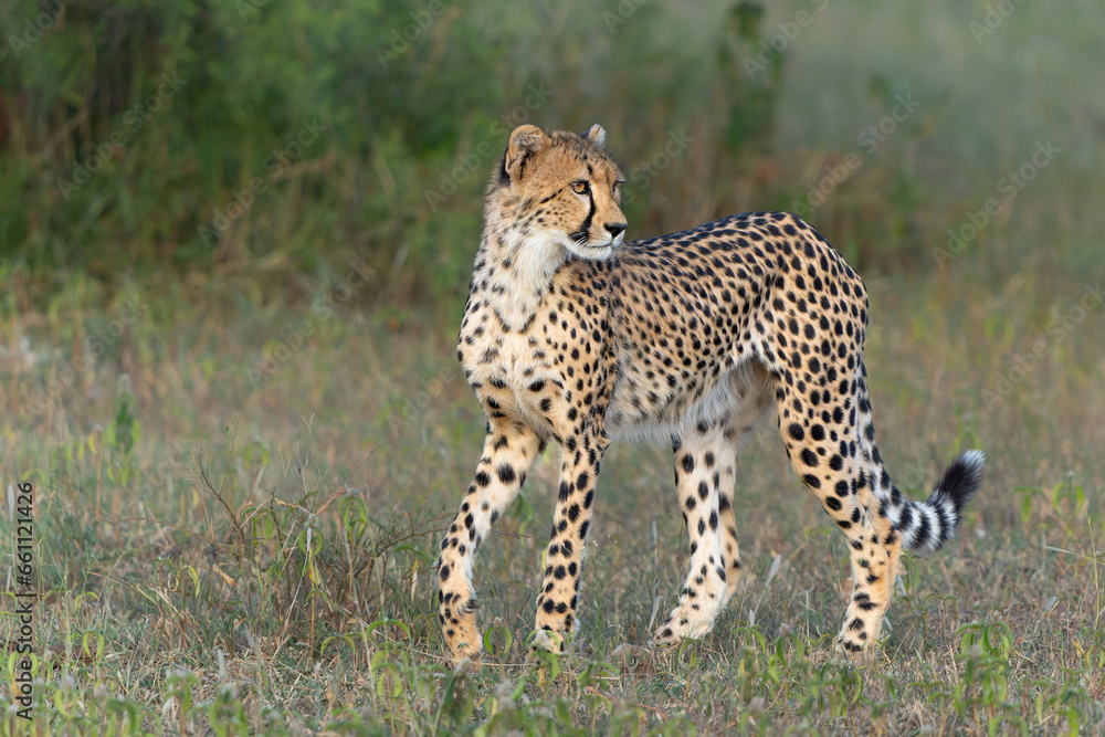 Young Cheetah (Acinonyx jubatus) walking and searching for prey in the late afternoon in Mashatu Game Reserve in the Tuli Block in Botswana Young Cheetah (Acinonyx jubatus) walking and searching for prey in the late afternoon in Mashatu Game Reserve in the Tuli Block in Botswana