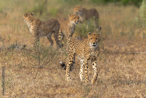Young Cheetah (Acinonyx jubatus) walking and searching for prey in the late afternoon in Mashatu Game Reserve in the Tuli Block in Botswana 
