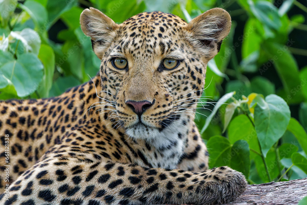 Portrait of a Leopard female resting and looking around in a tree in the Okavango Delta in Botswana Portrait of a Leopard female resting and looking around in a tree in the Okavango Delta in Botswana