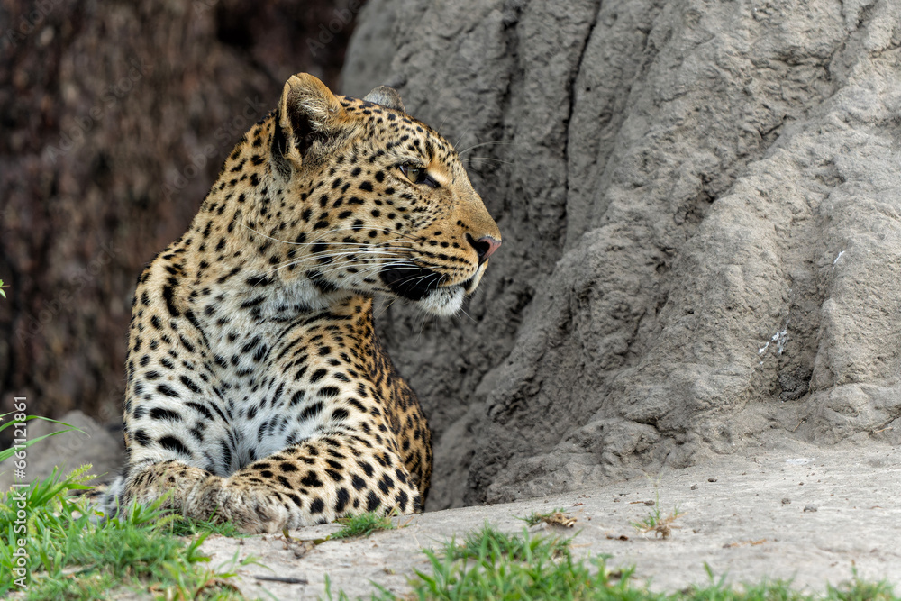 Leopard female in the green season. She was hiding at a termite hill and looking around for prey in the Okavango Delta in Botswana Leopard female in the green season. She was hiding at a termite hill and looking around for prey in the Okavango Delta in Botswana
