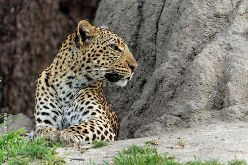 Leopard female in the green season. She was hiding at a termite hill and looking around for prey in the Okavango Delta in Botswana 
