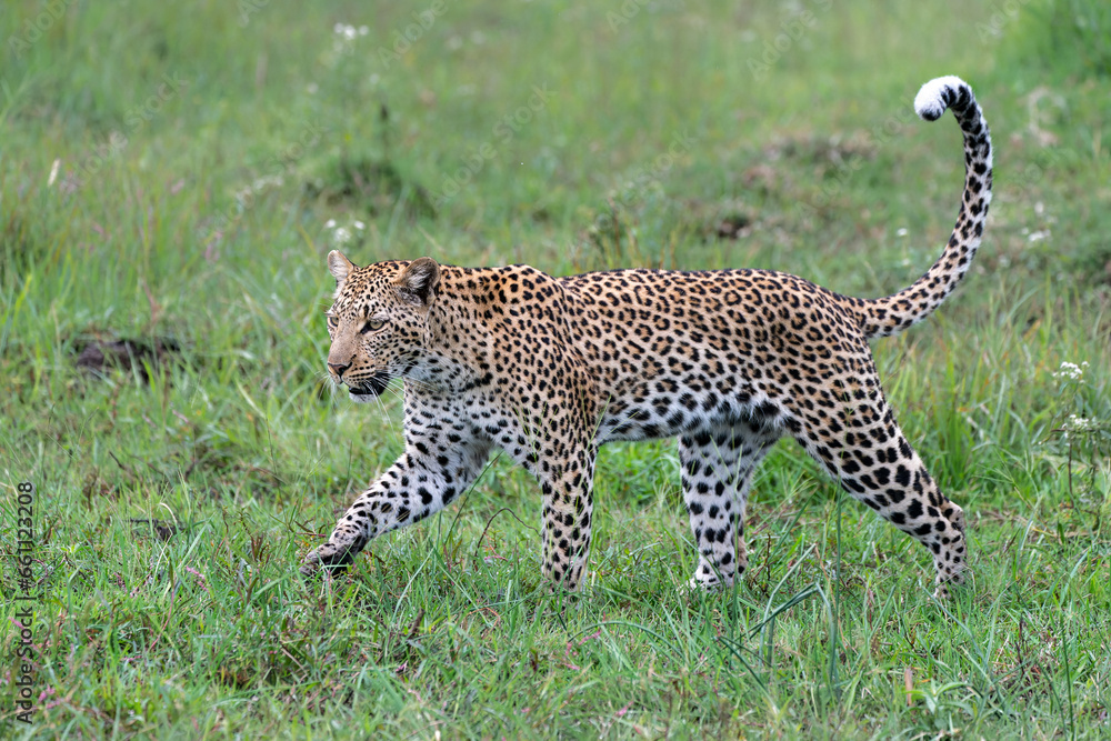 Leopard female in the green season. She was looking around for prey in ...