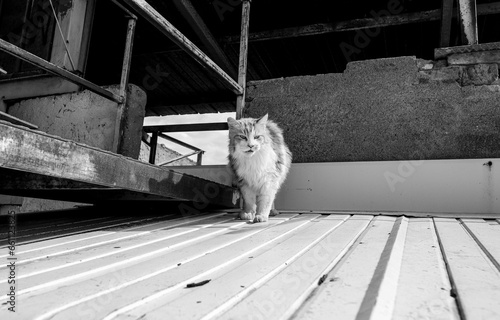 Long-haired street cat in the middle of a decommissioned building, black and white photo.