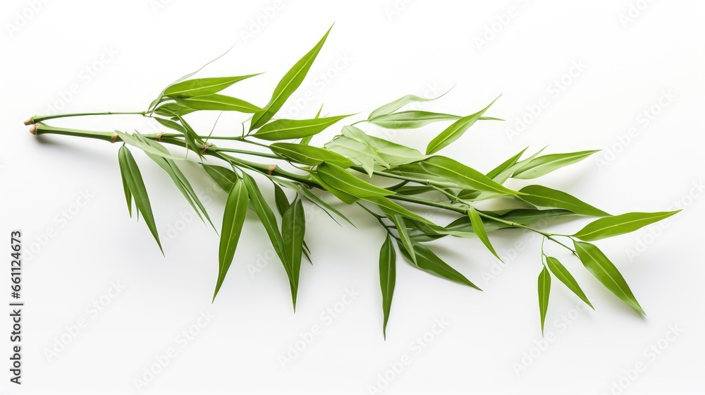 Fototapeta premium Nature's Beauty: Lush, vibrant bamboo showcasing its organic splendor on a clean white backdrop