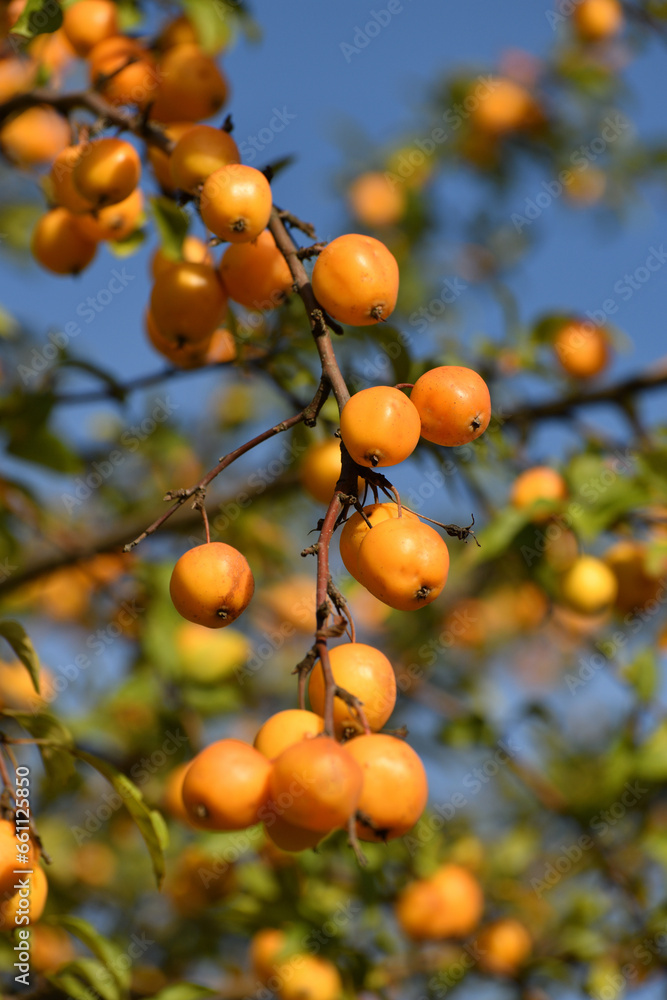 Apple tree fruits of the Chinese golden variety