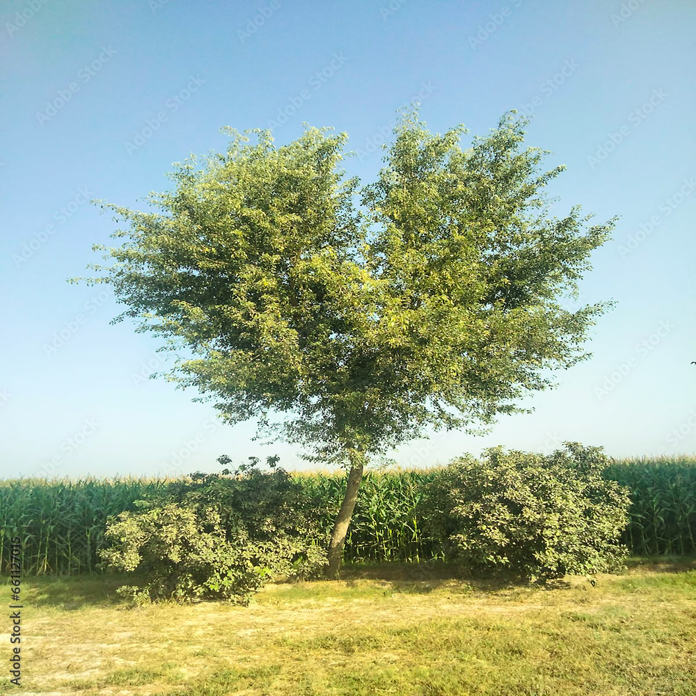 Rosewood (Sheesham) tree photo with beautiful corn background and two