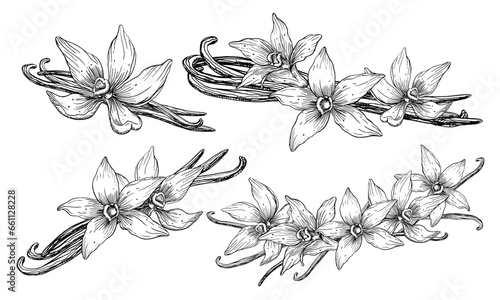 Vanilla Flower with Sticks. Vector hand drawn illustration of orchid Flower and pods on white isolated background. Set of outline drawings of spice for cooking or aroma oils. Black line art sketch.