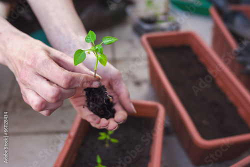 Hands of woman planting habanero pepper seedlings in the soil in a garden planter box. The habanero's heat, flavor and floral aroma make it a popular ingredient in spicy foods.
 photo