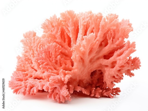 Bright tropical coral isolated on white