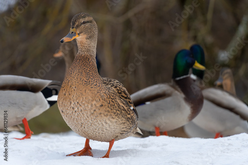 Close-up of a female duck-pet standing in the snow, drakes in the background. Mallard, anas platyrhynchos, moves through the snow. Vulnerable brown wild bird in frosty weather.