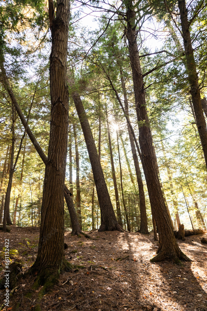 Obraz premium trees in the forest