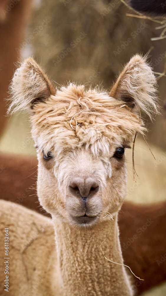 Farm petting zoo llamas and alpacas cute eating hay outdoors