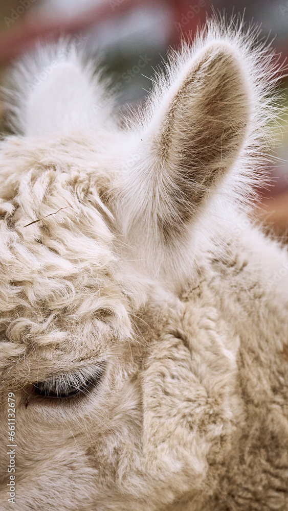 Obraz premium Farm petting zoo llamas and alpacas cute eating hay outdoors