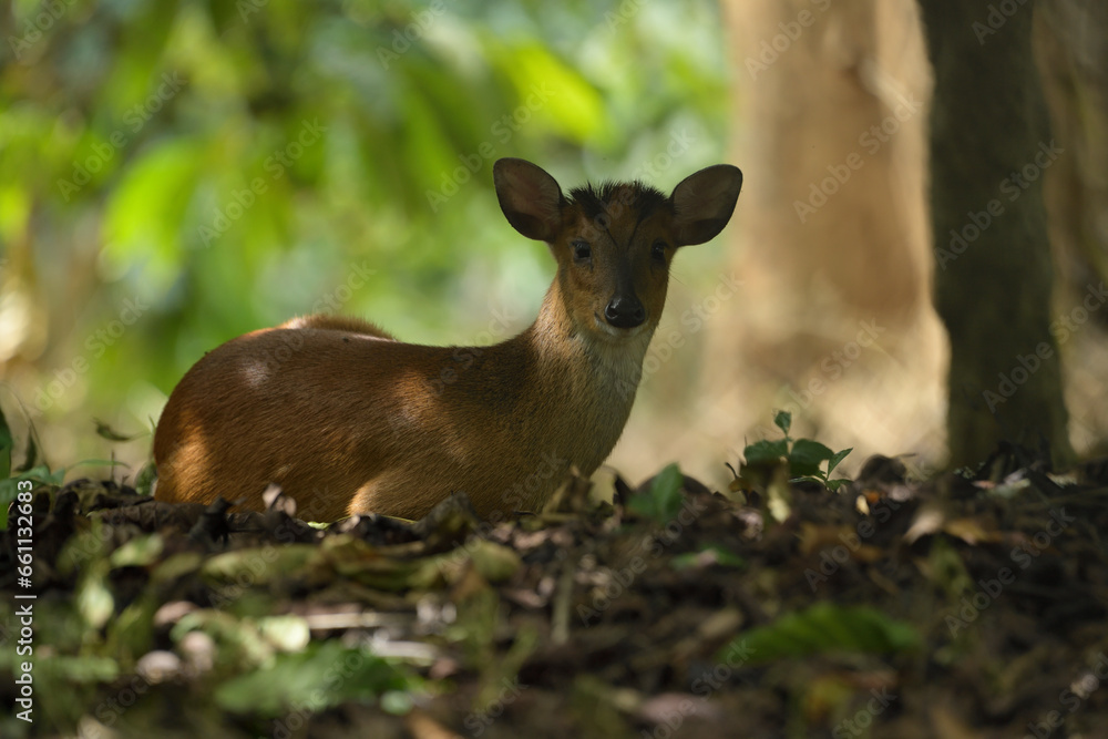 Muntjacs, also known as the barking deer or rib-faced deer, are small deer of the genus Muntiacus native to South Asia and Southeast Asia. Muntjacs, also known as the barking deer or rib-faced deer, are small deer of the genus Muntiacus native to South Asia and Southeast Asia.