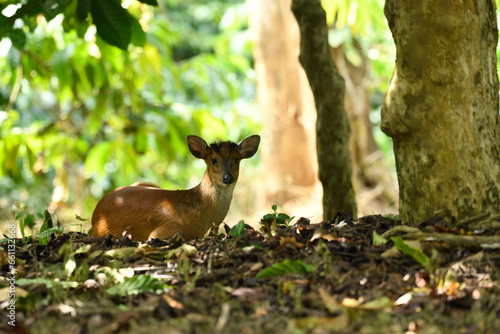 Muntjacs, also known as the barking deer or rib-faced deer, are small deer of the genus Muntiacus native to South Asia and Southeast Asia.