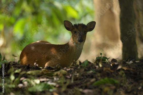 Muntjacs  also known as the barking deer or rib-faced deer  are small deer of the genus Muntiacus native to South Asia and Southeast Asia.