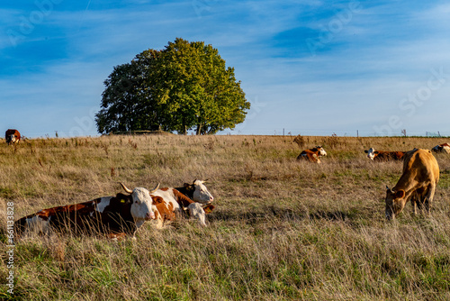 Kühe liegen und grasen auf der Weide