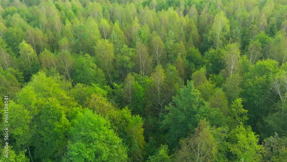 Green autumn summer forest tree aerial fall Green autumn summer forest tree aerial fall