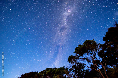 Milky Way and starry sky above the shape of trees in Abel Tasman National Park  New Zealand