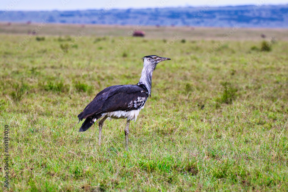 Kori Bustard foraging for insects and small rodents in the grasslands of Maasai Mara, Kenya, Africa