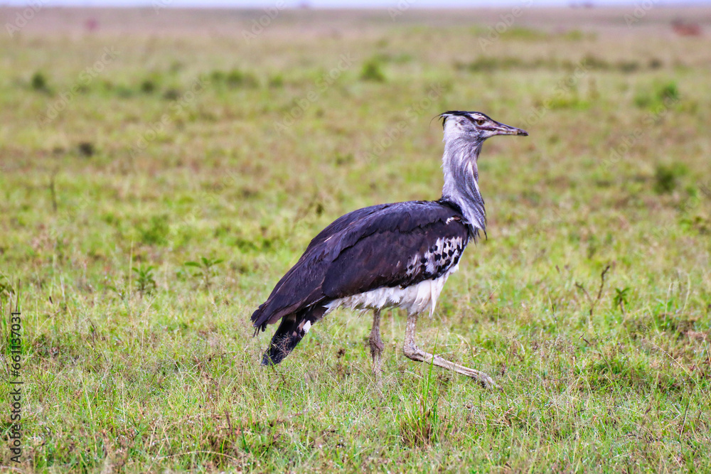 Fototapeta premium Kori Bustard foraging for insects and small rodents in the grasslands of Maasai Mara, Kenya, Africa