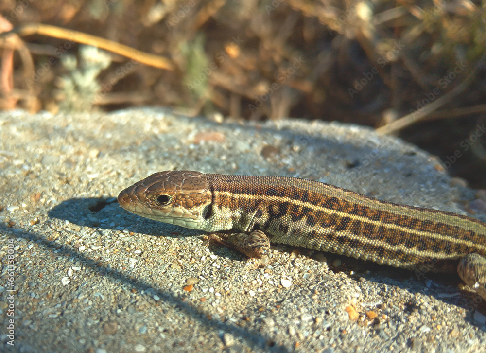 Naklejka premium lizard on the stone