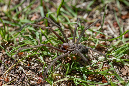 Spider on the grass in the garden. Labyrinth funnel. Agelena labyrinthica.
