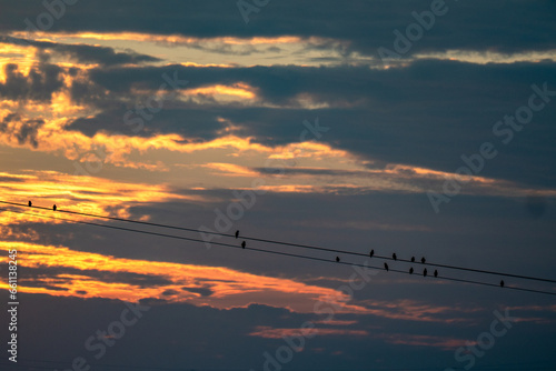 Viele Vögel auf einer Stromleitung bei Sonnenuntergang