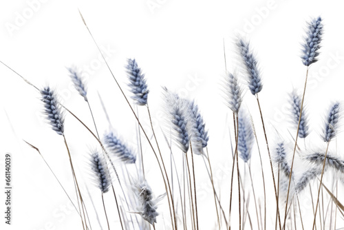 Native Blue Grama in Bloom on isolated background