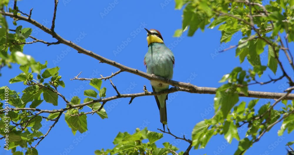 The bee-eater bird stands on the branches of a tree in the background clear sky The bee-eater bird stands on the branches of a tree in the background clear sky