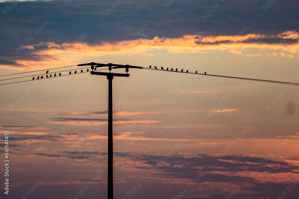 Viele Vögel auf einer Stromleitung bei Sonnenuntergang