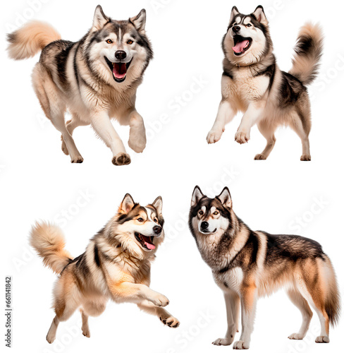 Alaskan Malamute (Running, Playing, Jumping, Standing)
