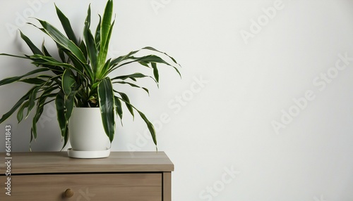 indoor plant pot tropical in blank wall background in the table