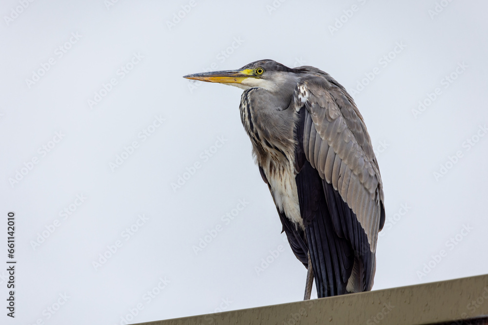 Obraz premium Grey heron 