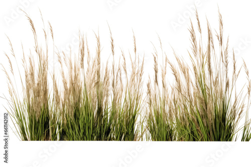 Native Tall Fescue Symphony on isolated background