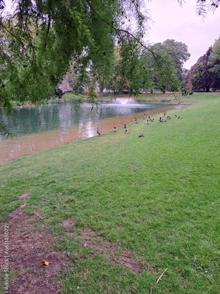 Autumnal park with a lake and wild birds, as well as a green mowed lawn Autumnal park with a lake and wild birds, as well as a green mowed lawn