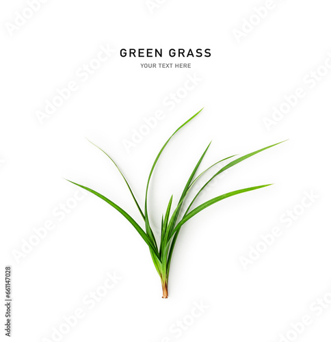 Green grass creative layout. Sedge blades isolated on white background.