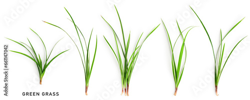 Cuadro en lienzo Green grass collection