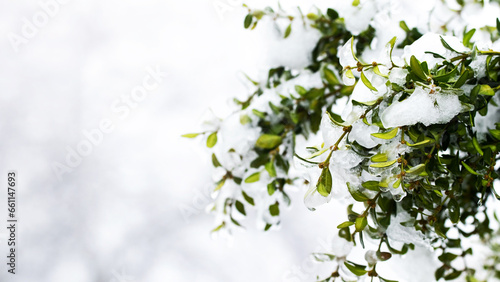 A boxwood bush covered with snow and ice with green leaves on a blurred background