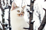 A white spotted cat on a tree in winter looks at something intently