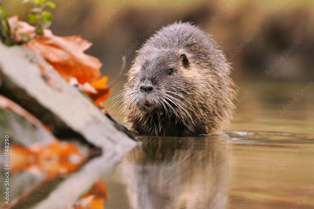 Coypu (Myocastor coypus) in the nature habitat. A nutria sitting in water Coypu (Myocastor coypus) in the nature habitat. A nutria sitting in water