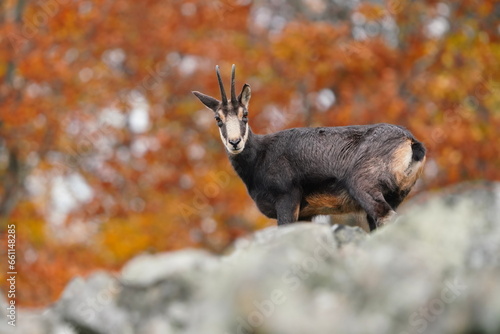 Autumn scene with a horn animal. A chamois standing on the stone hill. Rupicapra rupicapra © Monikasurzin