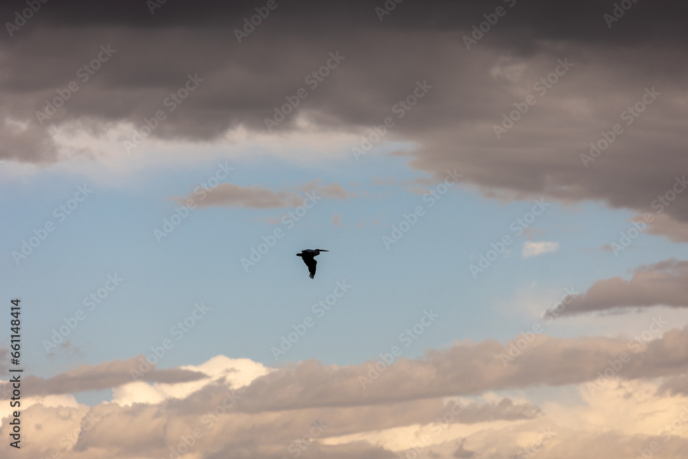 Bird Flying Through Stormy Clouds Bird Flying Through Stormy Clouds