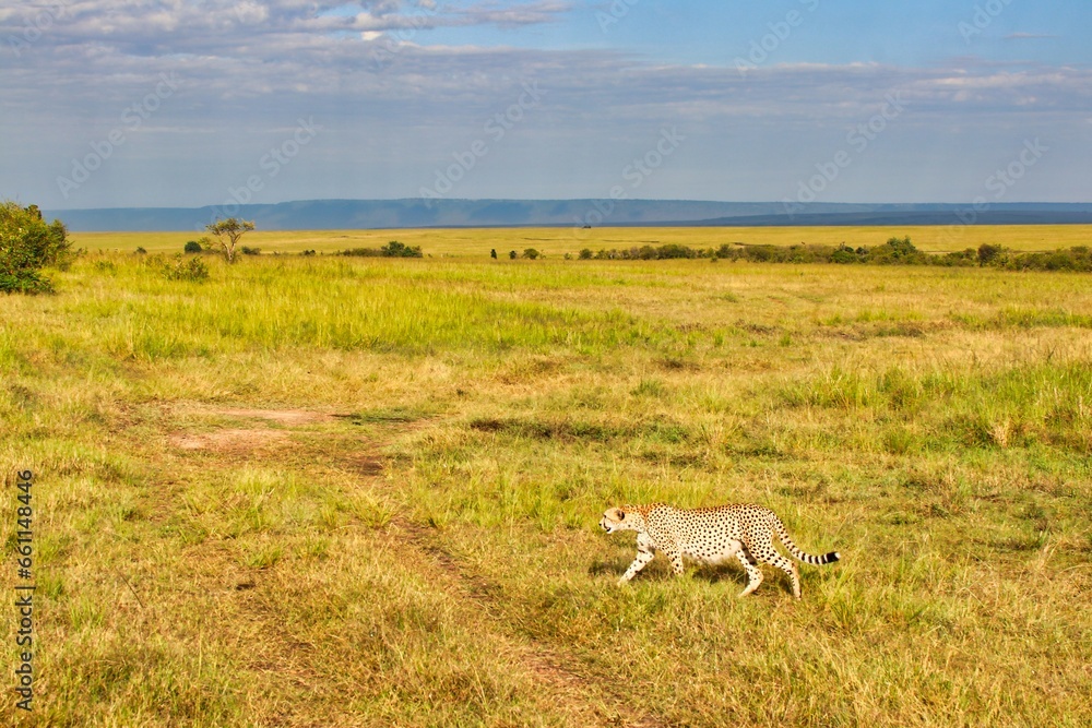 Obraz premium A lone female Cheetah looks out for game in the vast grasslands of Maasai Mara, Kenya, Africa