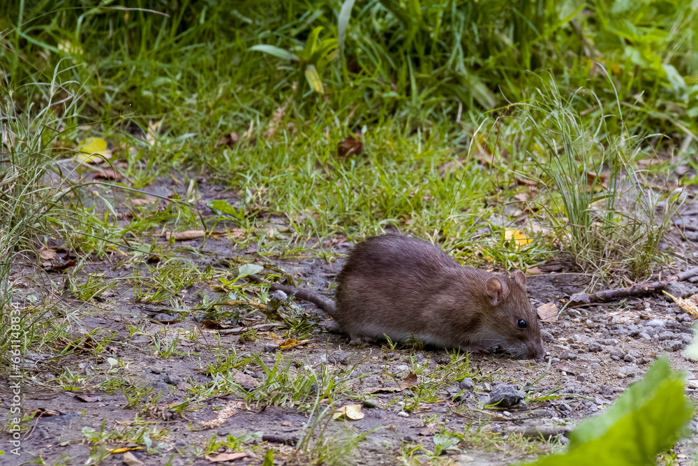 Rats race Rats race