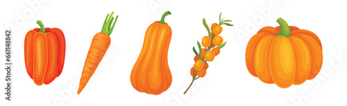 Fresh Orange Organic Fruit and Garden Cultivar Vector Set